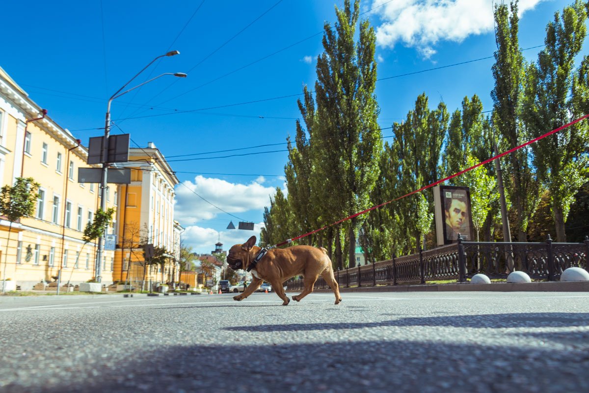 Если друзья меньшие, то это не значит, что бесправные