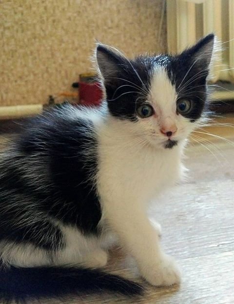 Милый котенок ищет дом