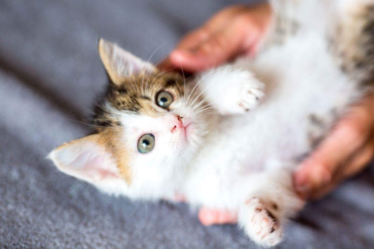 Портос хочет домой