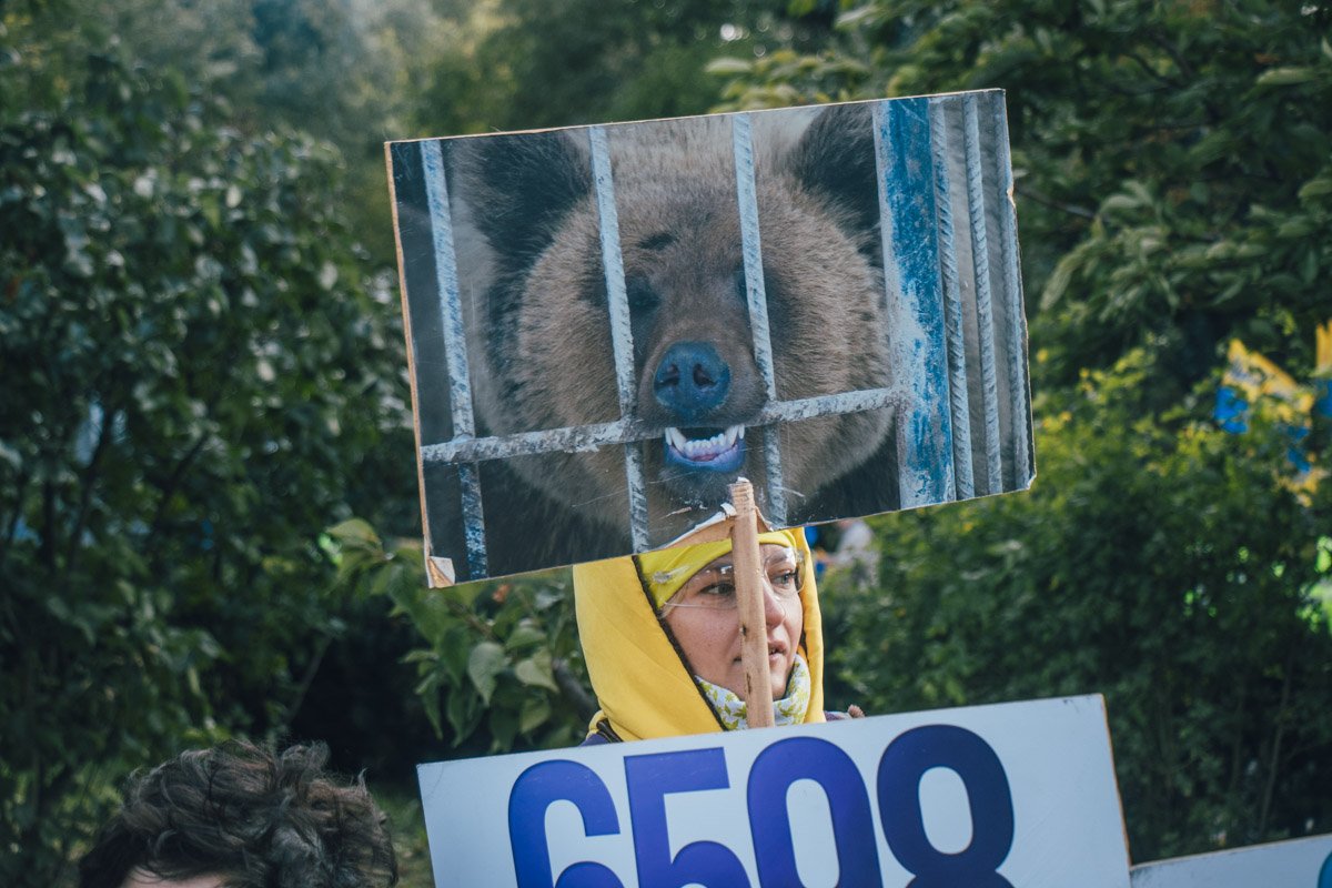 Согласно законопроекту, нельзя будет содержать медведей, львов и других  представителей фауны в развлекательных заведениях, отелях и ресторанах