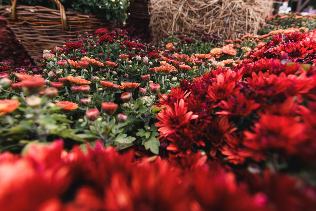 Цветы представлены всевозможной палитрой красок Цветы представлены всевозможной палитрой красок