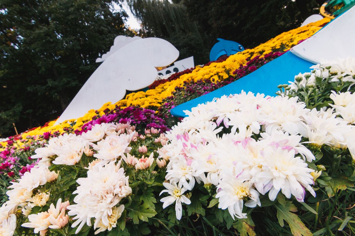 Белоснежные хризантемы - истинная мелодия осени Белоснежные хризантемы - истинная мелодия осени