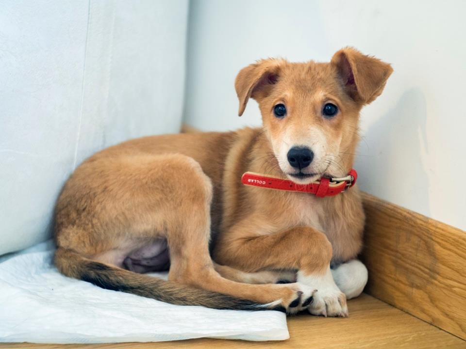 Такая солнечная и радостная девочка точно будет подсказывать вам о том, что не стоит грустить Такая солнечная и радостная девочка точно будет подсказывать вам о том, что не стоит грустить