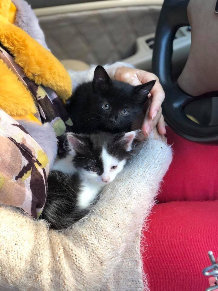 Они очень общительные, мурчащие, игривые Они очень общительные, мурчащие, игривые