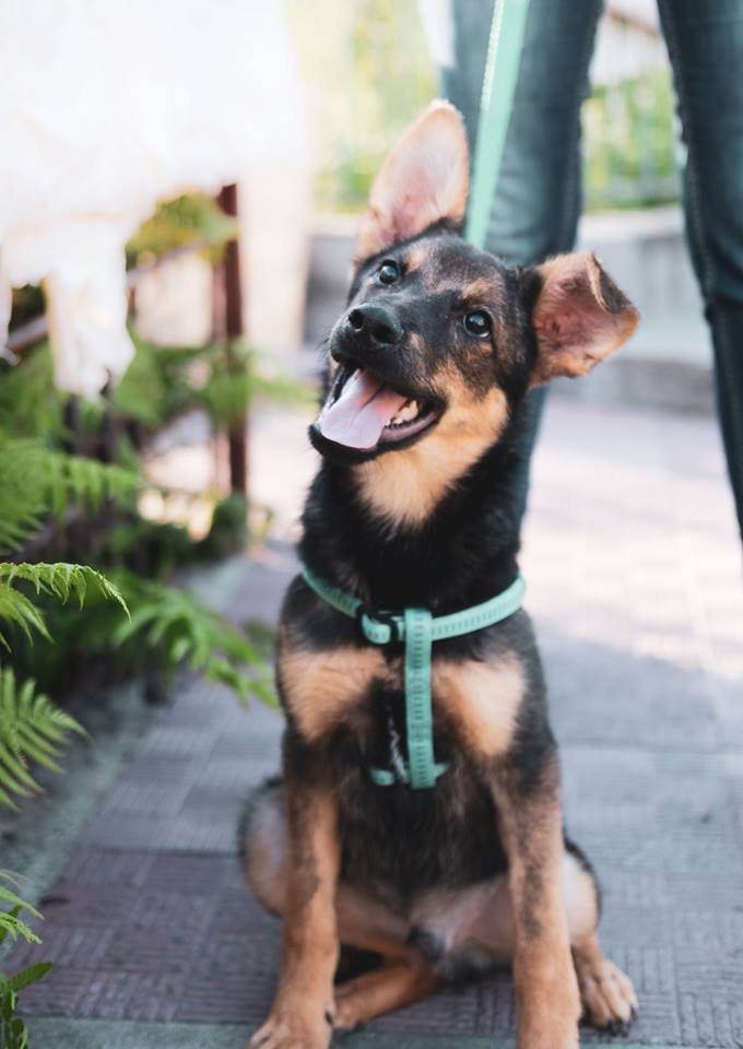 Джокер точно заставит вас улыбнуться после трудного дня Джокер точно заставит вас улыбнуться после трудного дня