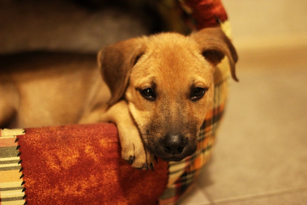 Девочка спокойная и достаточно тихая Девочка спокойная и достаточно тихая