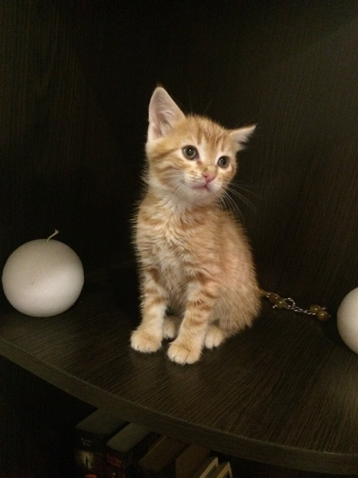 Ну как в таких милашек можно не влюбиться? Ну как в таких милашек можно не влюбиться?