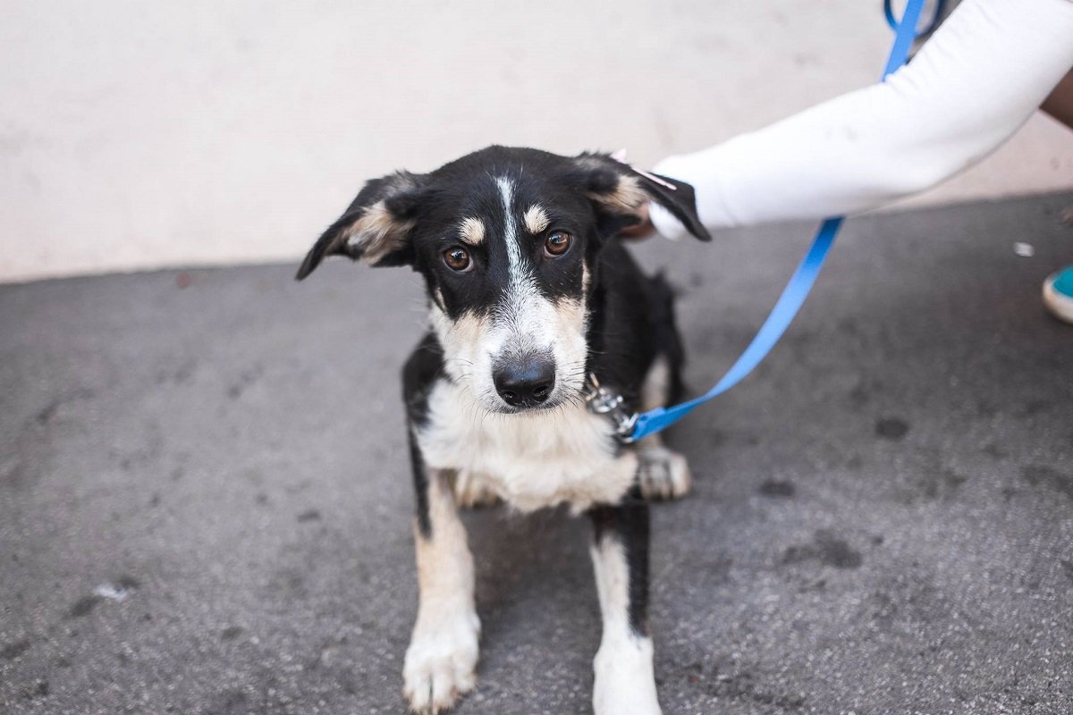 Тата - собака с большим сердцем Тата - собака с большим сердцем