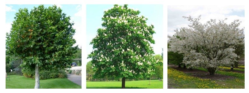 Такие деревья могут появится на Крещатике: платан, каштан, вишня птичья Такие деревья могут появится на Крещатике: платан, каштан, вишня птичья