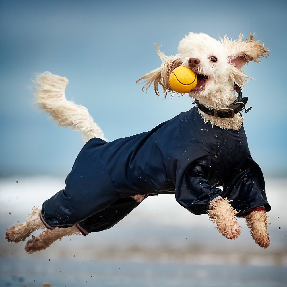 Победитель в номинации "Животные". Автор: @darrenwilliamhall Победитель в номинации "Животные". Автор: @darrenwilliamhall