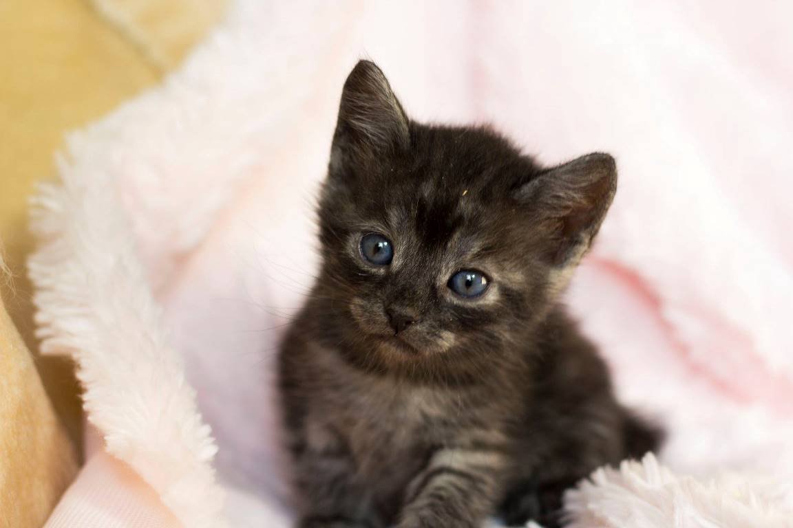 Влюбляйтесь скорее в Мисти и забирайте малыша домой Влюбляйтесь скорее в Мисти и забирайте малыша домой