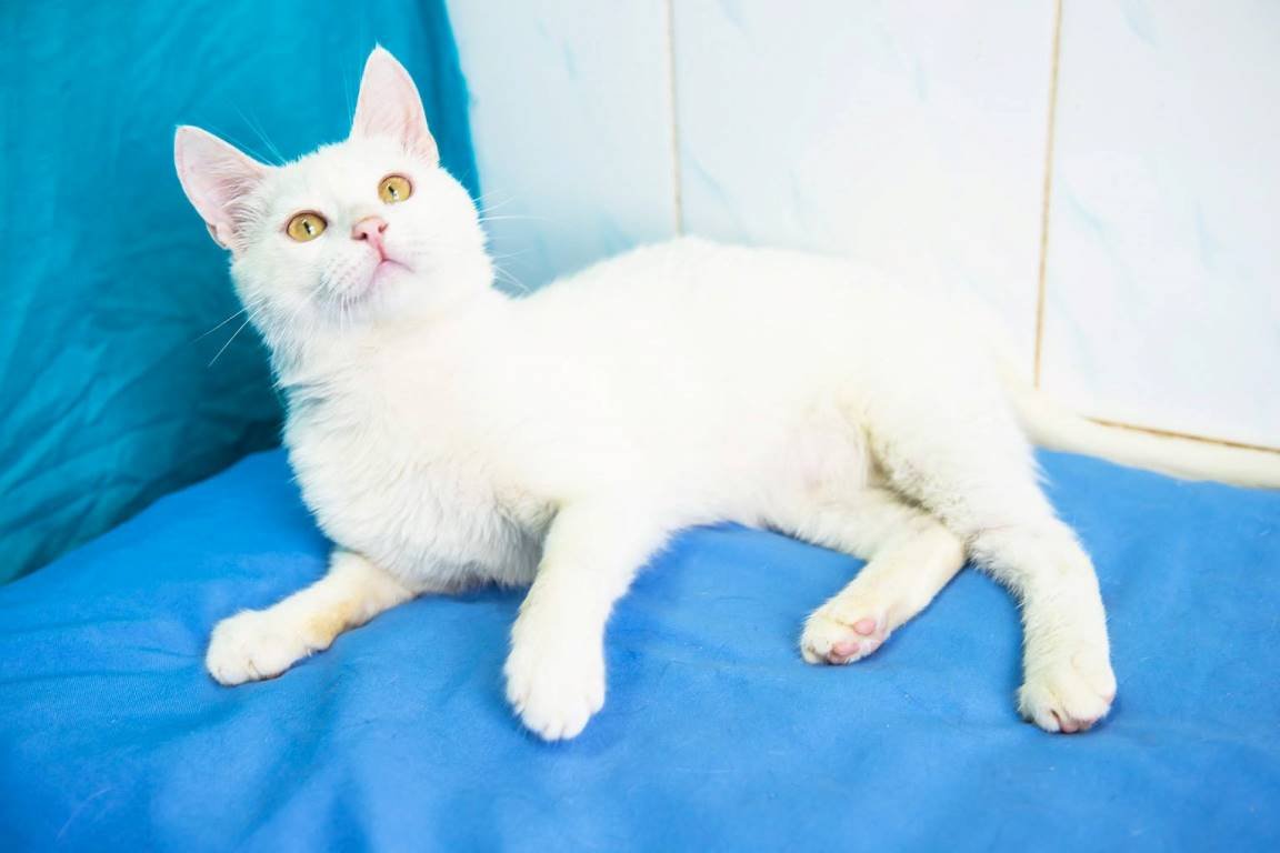 Заберите малыша, подарите ему свою любовь и ласку Заберите малыша, подарите ему свою любовь и ласку