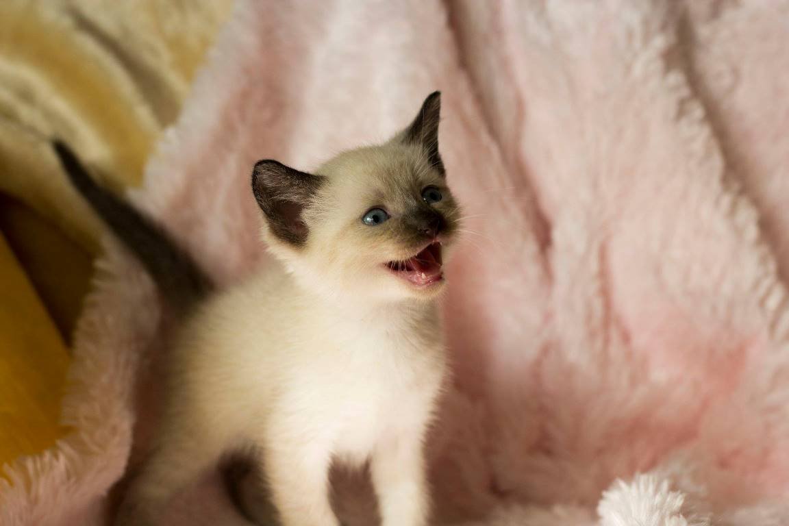 Малышу месяц и неделя, очень ласковый и славный ребенок Малышу месяц и неделя, очень ласковый и славный ребенок