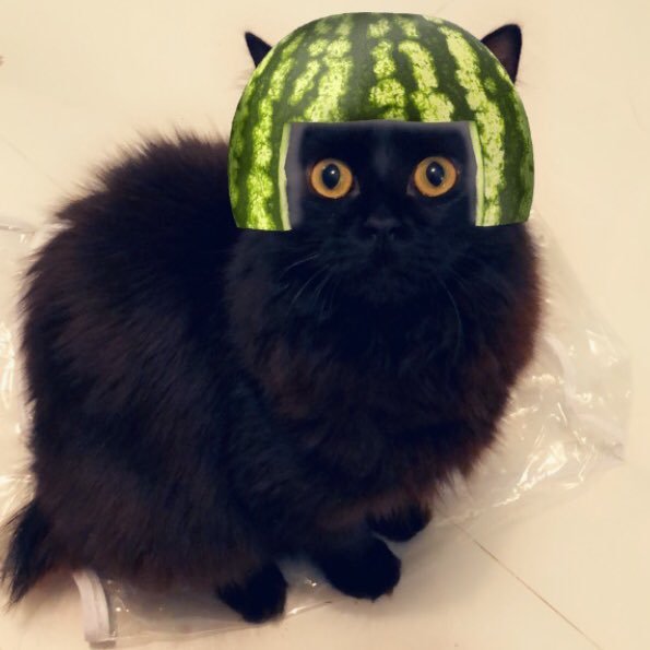 Каждый кот в этом мире немножко сладенький арбузик Каждый кот в этом мире немножко сладенький арбузик