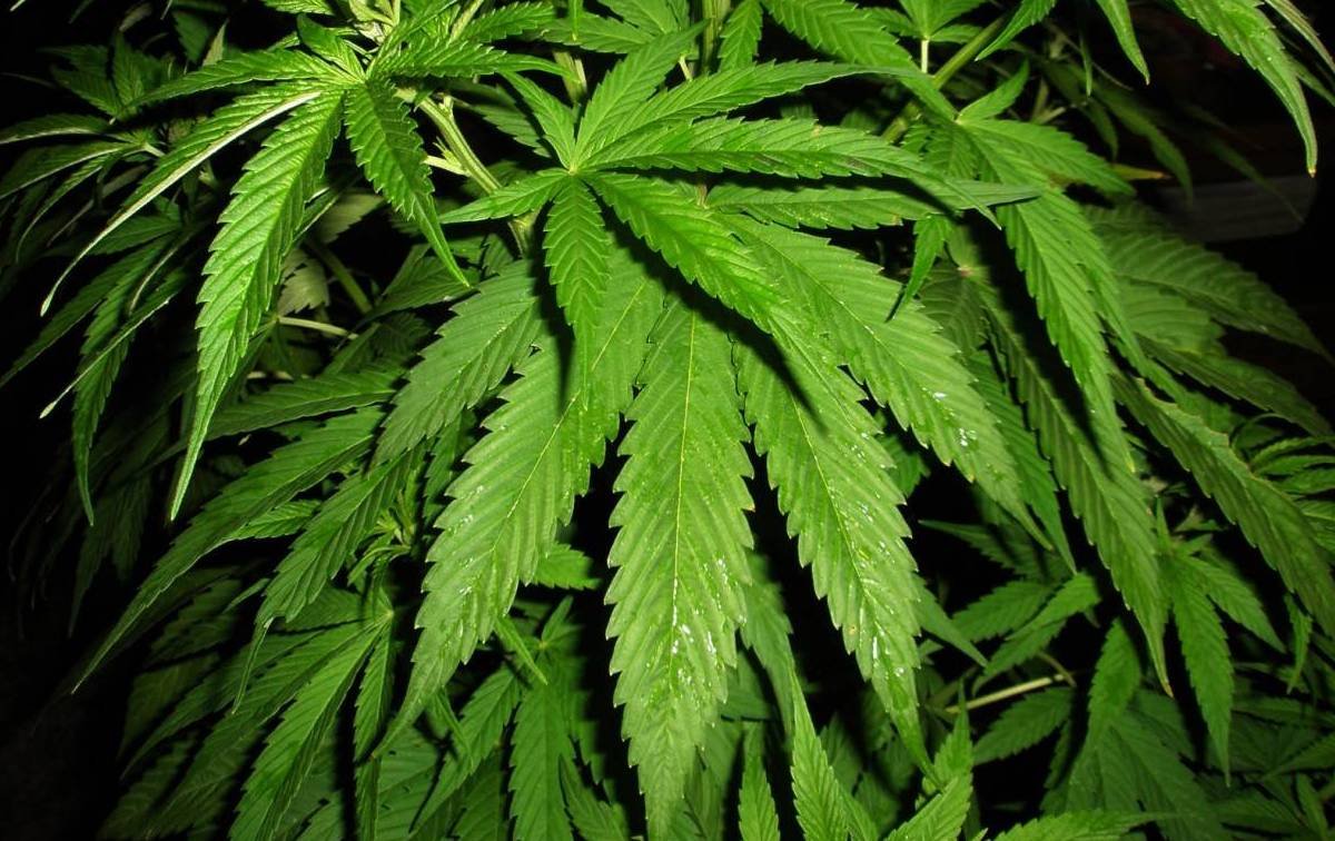 Выращивать марихуану дома канадцам разрешили, но только не больше 4 кустиков