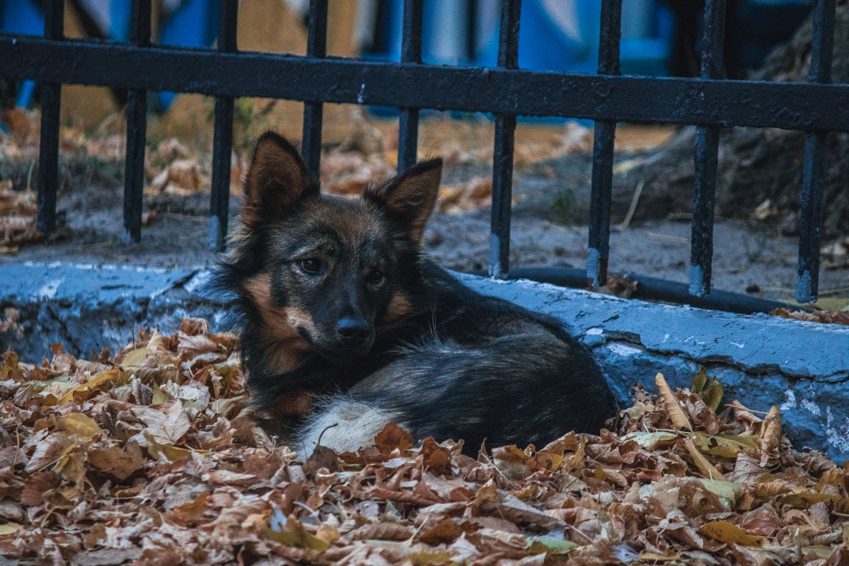 Сонная собачка смотрит грустно, но в то же время с надеждой на что-то вкусненькое