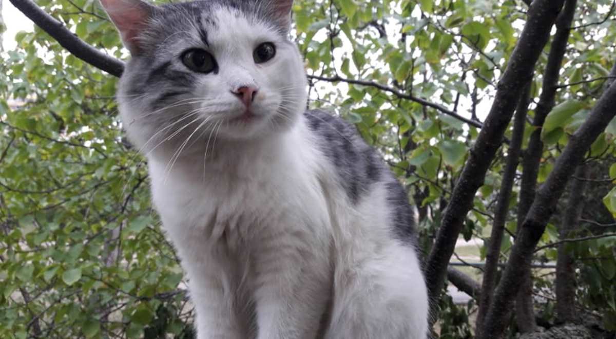 Снежок заждался своих новых хозяев, может он ждал именно вас?