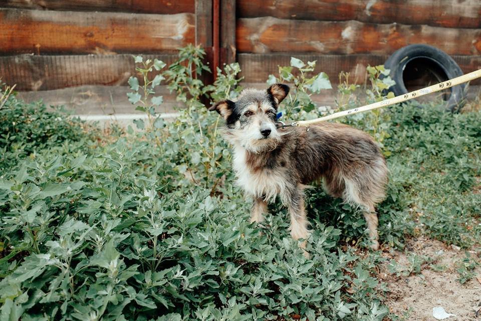 Подарите любовь Раде