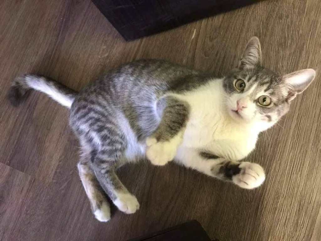 Добродушный Дин хочет найти свой дом