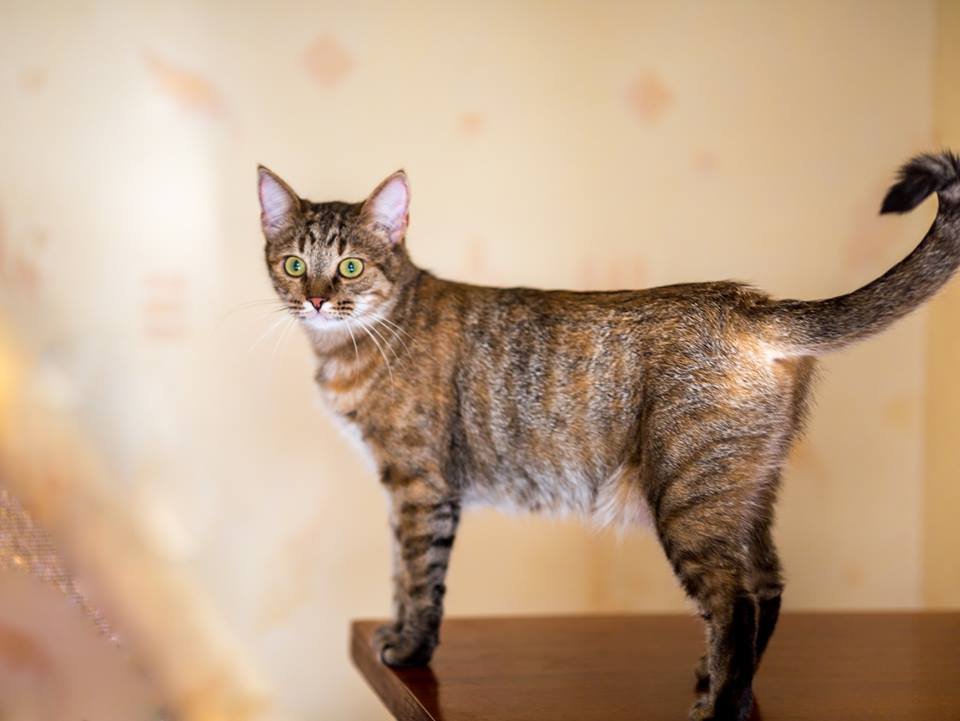 Выглядит как рысь, но очень ласковая