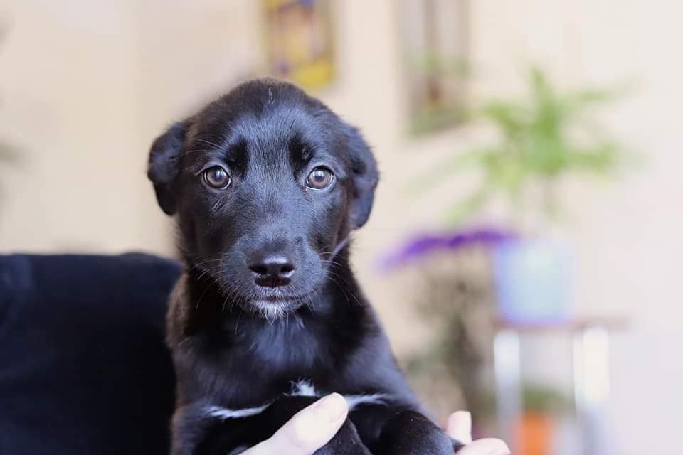 Ваш будущий защитник с большим сердцем