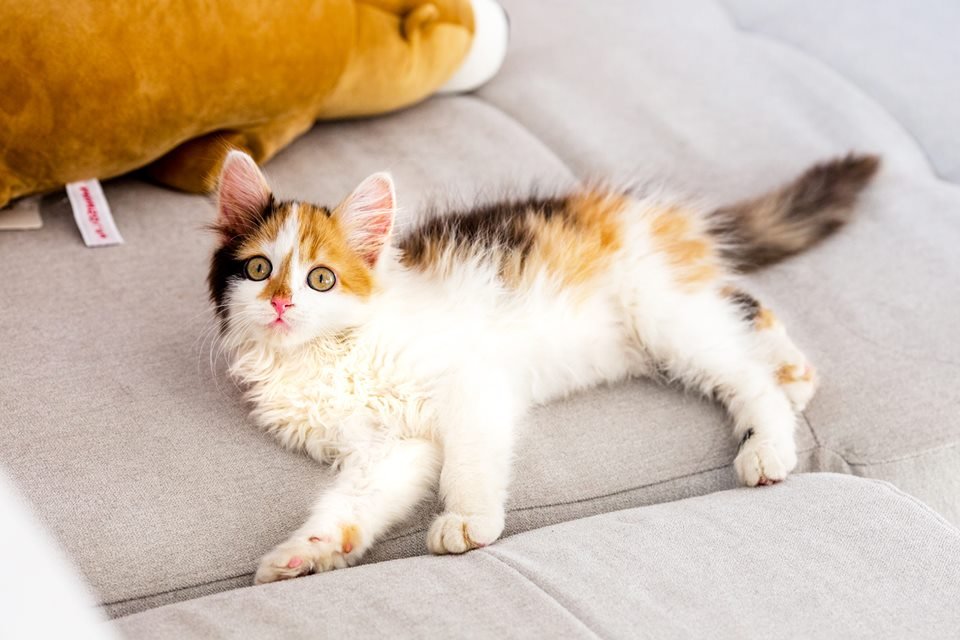 Милый ребеночек ждет вас!