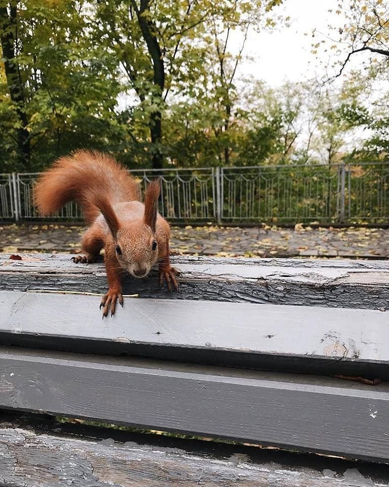 Лесные обитатели. Фото: @unknown