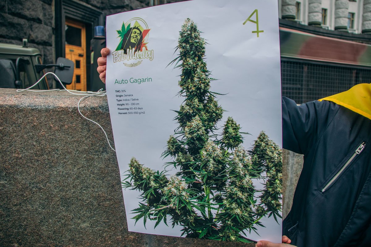 Марихуана имеет лечебные свойства Марихуана имеет лечебные свойства