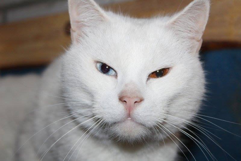 Необычный кот принесет удачу