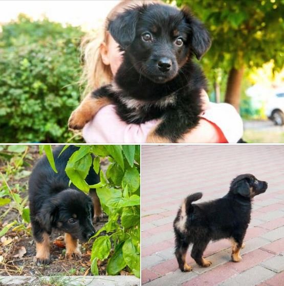 Кроха отблагодарит вас своей любовью и верностью