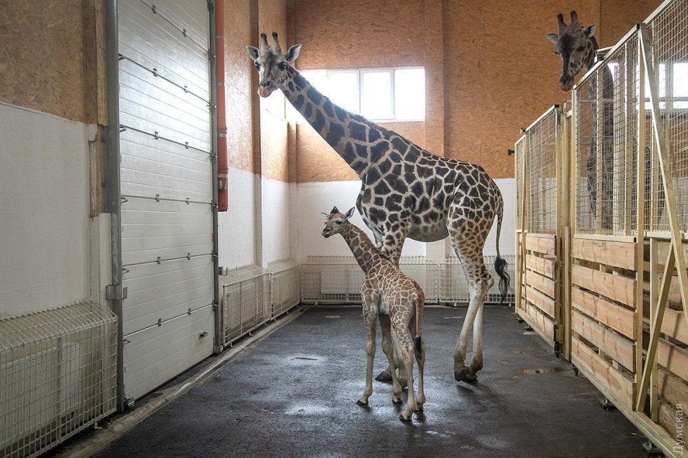 Малыш родился с ростом 1,75 метра и весом 50 килограмм Малыш родился с ростом 1,75 метра и весом 50 килограмм