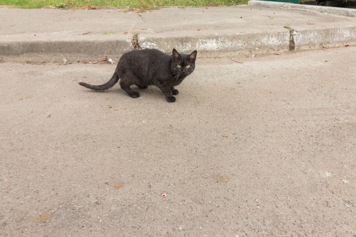 Пока нет здесь воды, но есть коты