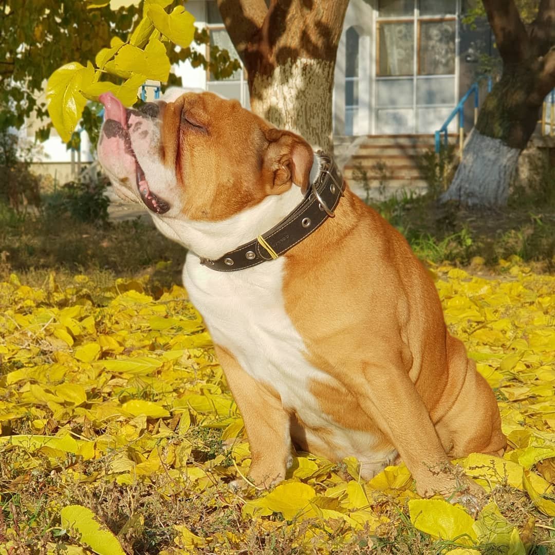 Братья наши меньшие предпочитают пробовать осень на вкус. Фото: englishbulldog__