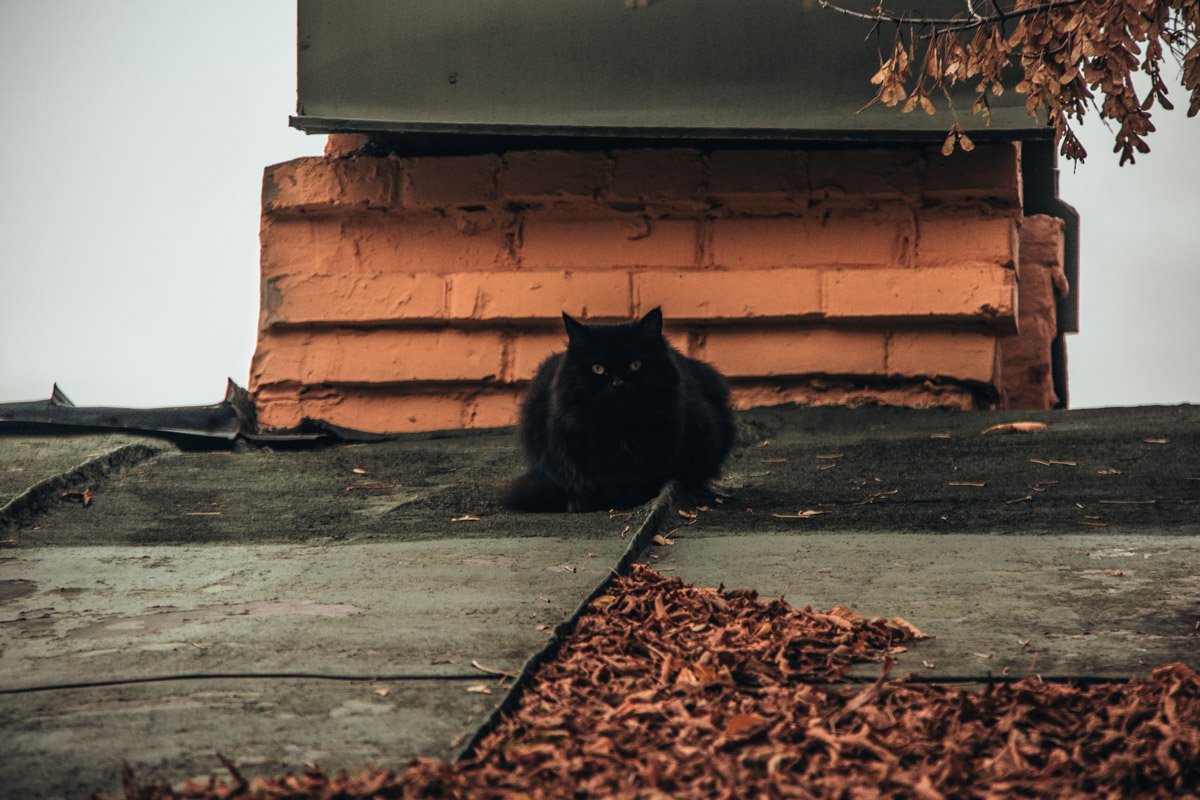 Не шалю, никого не трогаю, починяю примус…