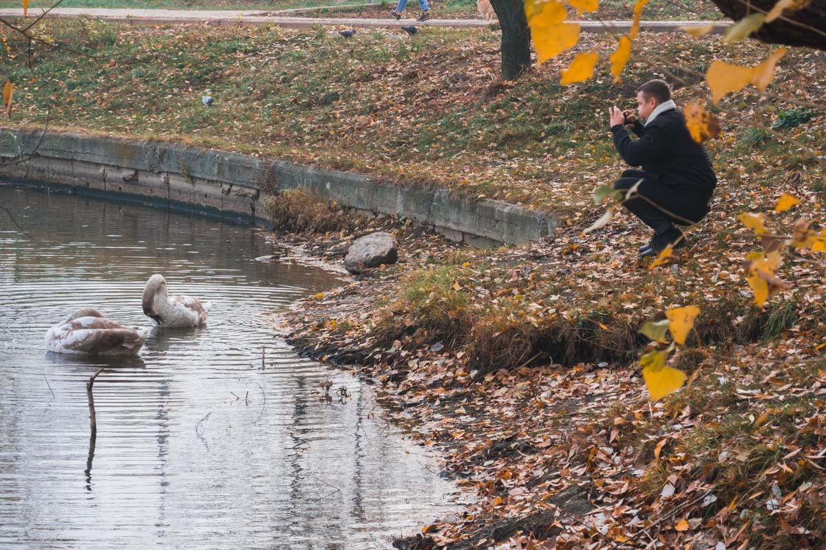 В Киеве на озере Телбин появились лебеди В Киеве на озере Телбин появились лебеди