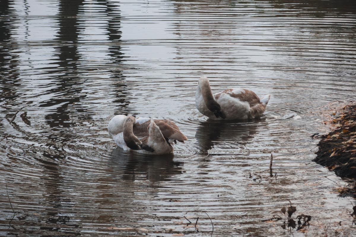Пара птиц, кажется, забила, что на дворе ноябрь Пара птиц, кажется, забила, что на дворе ноябрь
