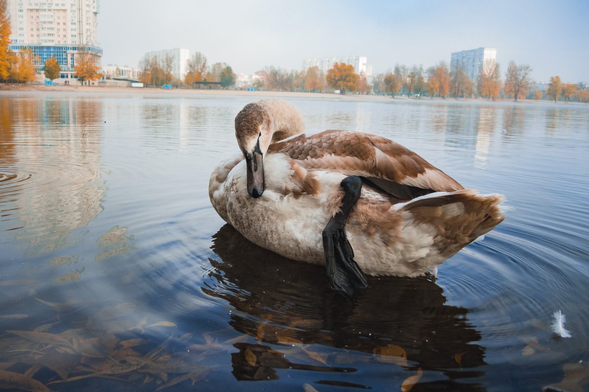 Самая грациозная птица! Самая грациозная птица!