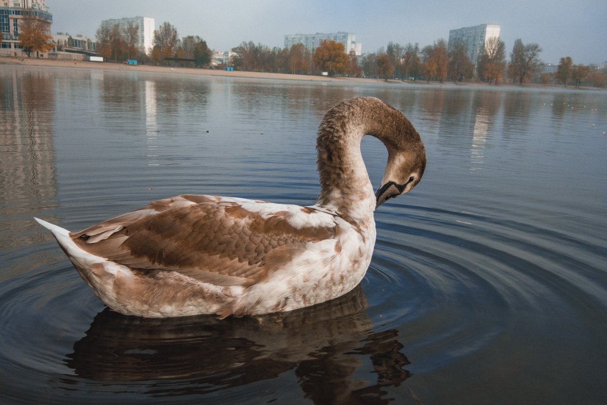 Вспоминается картинка из учебника по математике, по которому в детстве учились рисовать двойку Вспоминается картинка из учебника по математике, по которому в детстве учились рисовать двойку