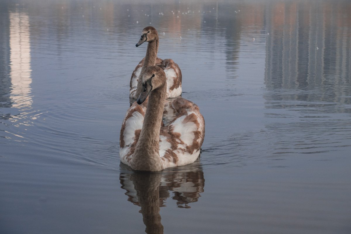 Люди сразу же взялись подкармливать птиц хлебом и фотографироваться Люди сразу же взялись подкармливать птиц хлебом и фотографироваться