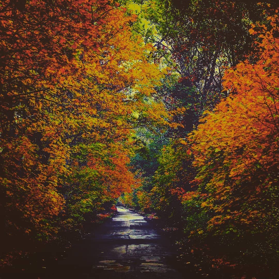 Природа играет самыми яркими красками. Фото: @behemoth.the.cat