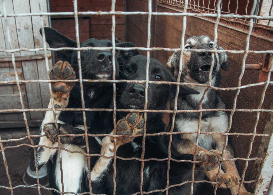 Информатор посетил приют "В добрые руки" 