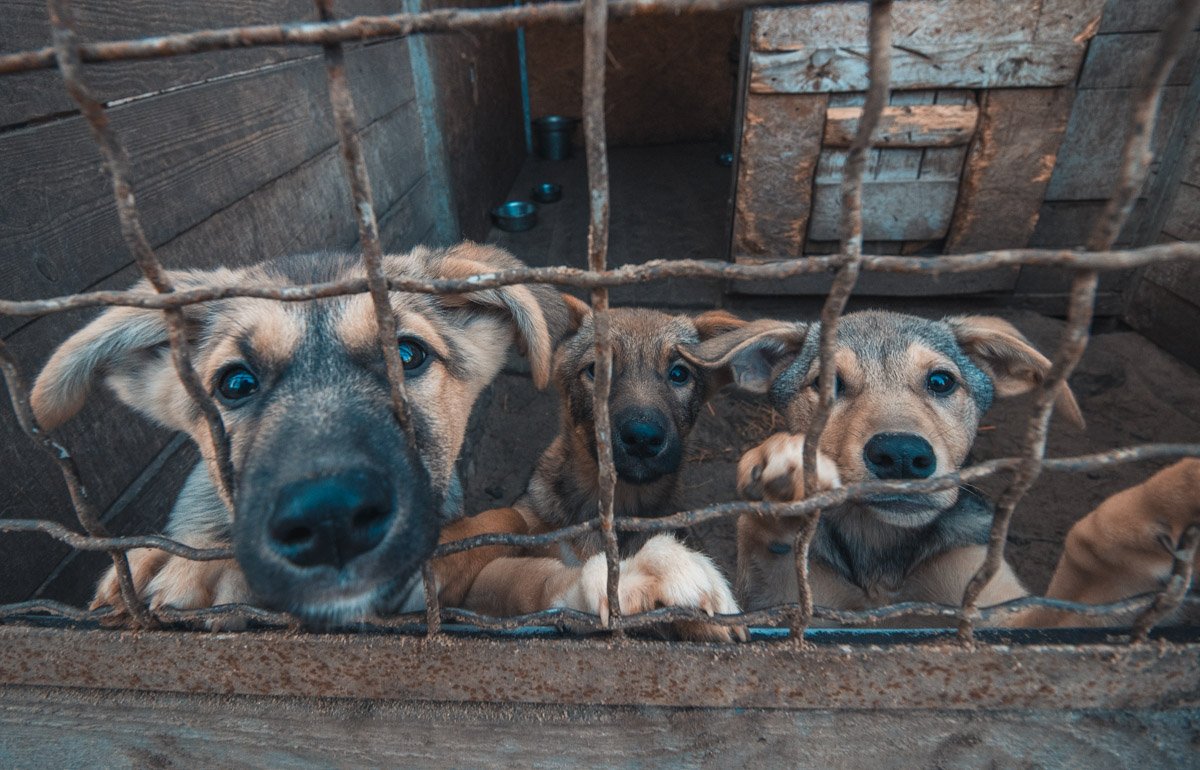 Мокрые носы хотят любви и ласки
