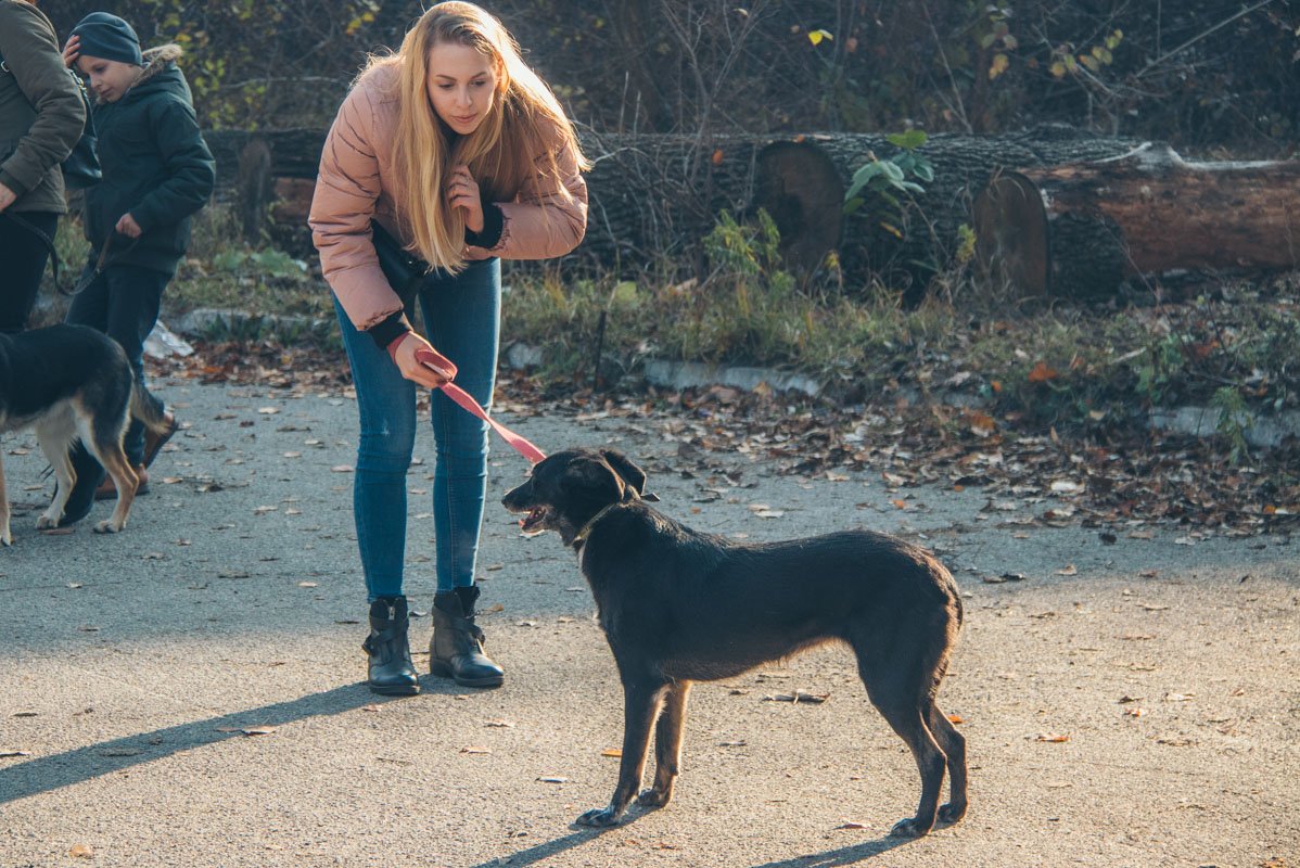 Сначала нужно войти в доверие к собаке, а потом все идет как по маслу