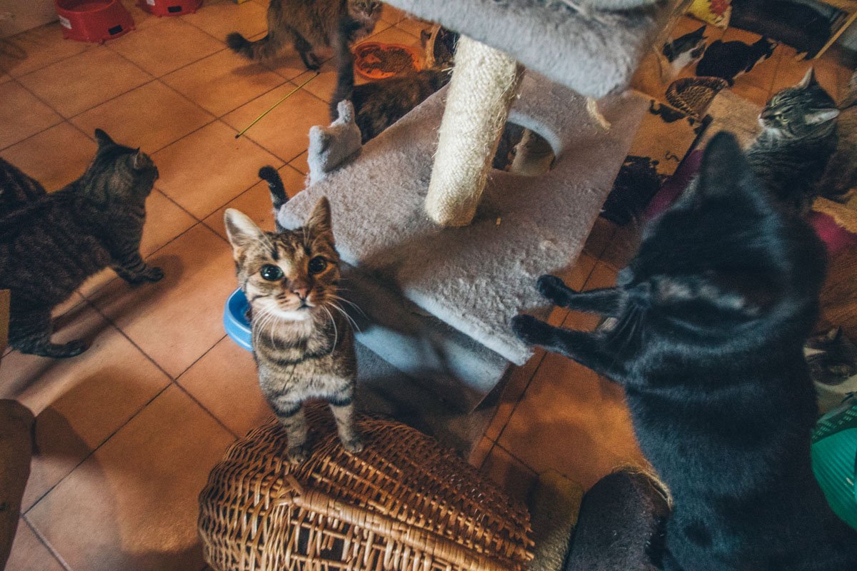 Вы только посмотрите в эти глаза! 