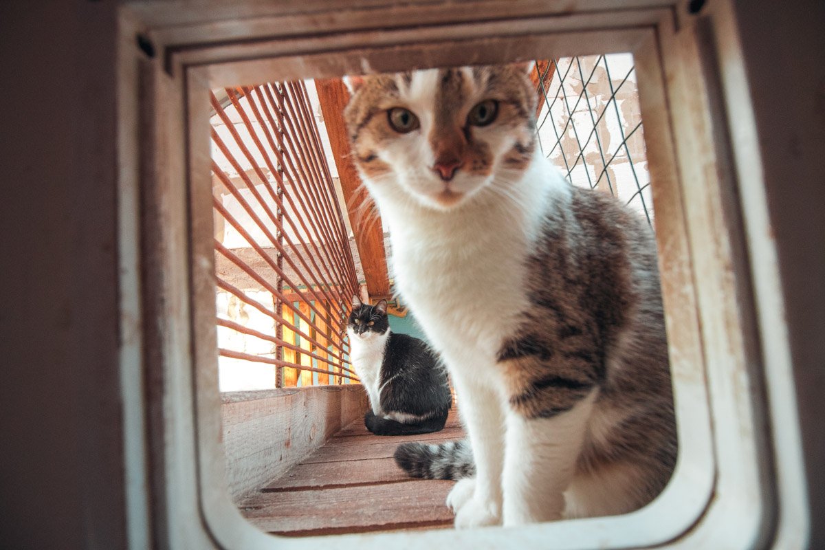 Че смотришь? Корм есть? А если найду?