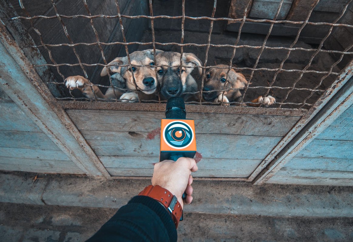 Щенки не хотели ничего объяснять - только чтобы выпустили и чесали за ушками