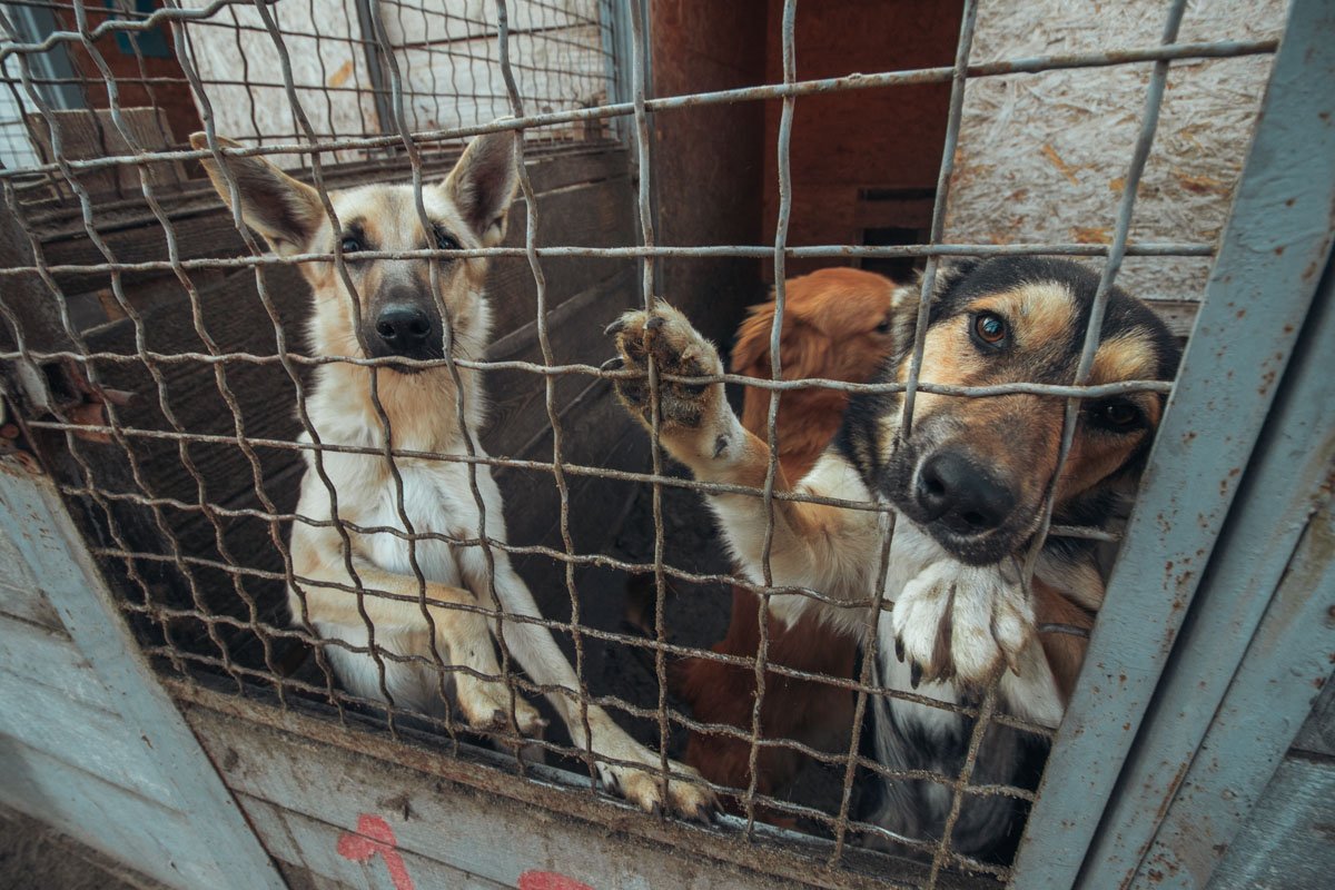 А объединяет их одно - они очень сильно мечтают быть для кого-то нужными и любимыми