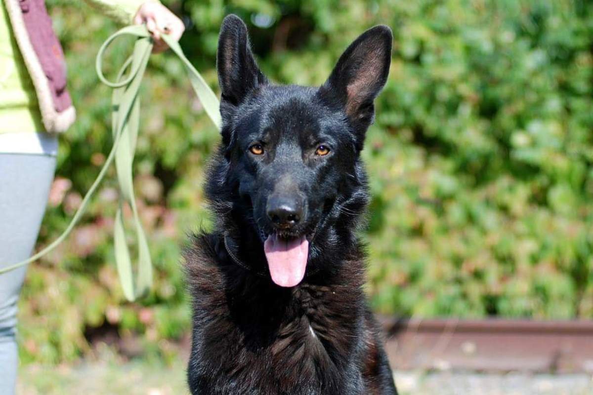 Тайсон - огромный, идеально черный красавец с добродушным нравом и мягким характером