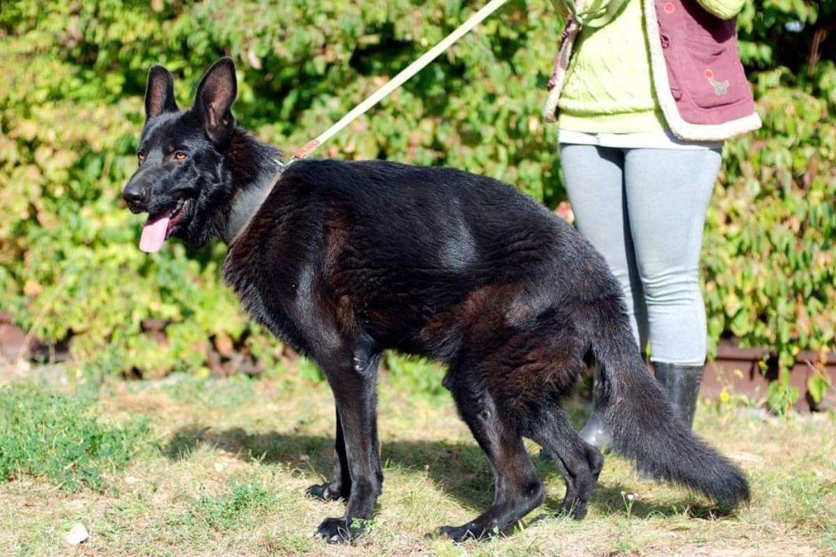 Ему необходимы любящие хозяева и специальный уход