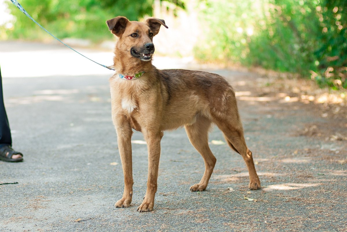 Золотой пес - во всех смыслах